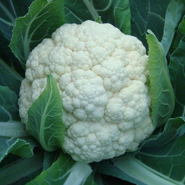 白花菜配送-蔬菜配送-深圳市七畝地農(nóng)產(chǎn)品實(shí)業(yè)有限公司